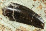 Serrated Abelisaurid Tooth In Situ - Dekkar Formation, Morocco #375650-1